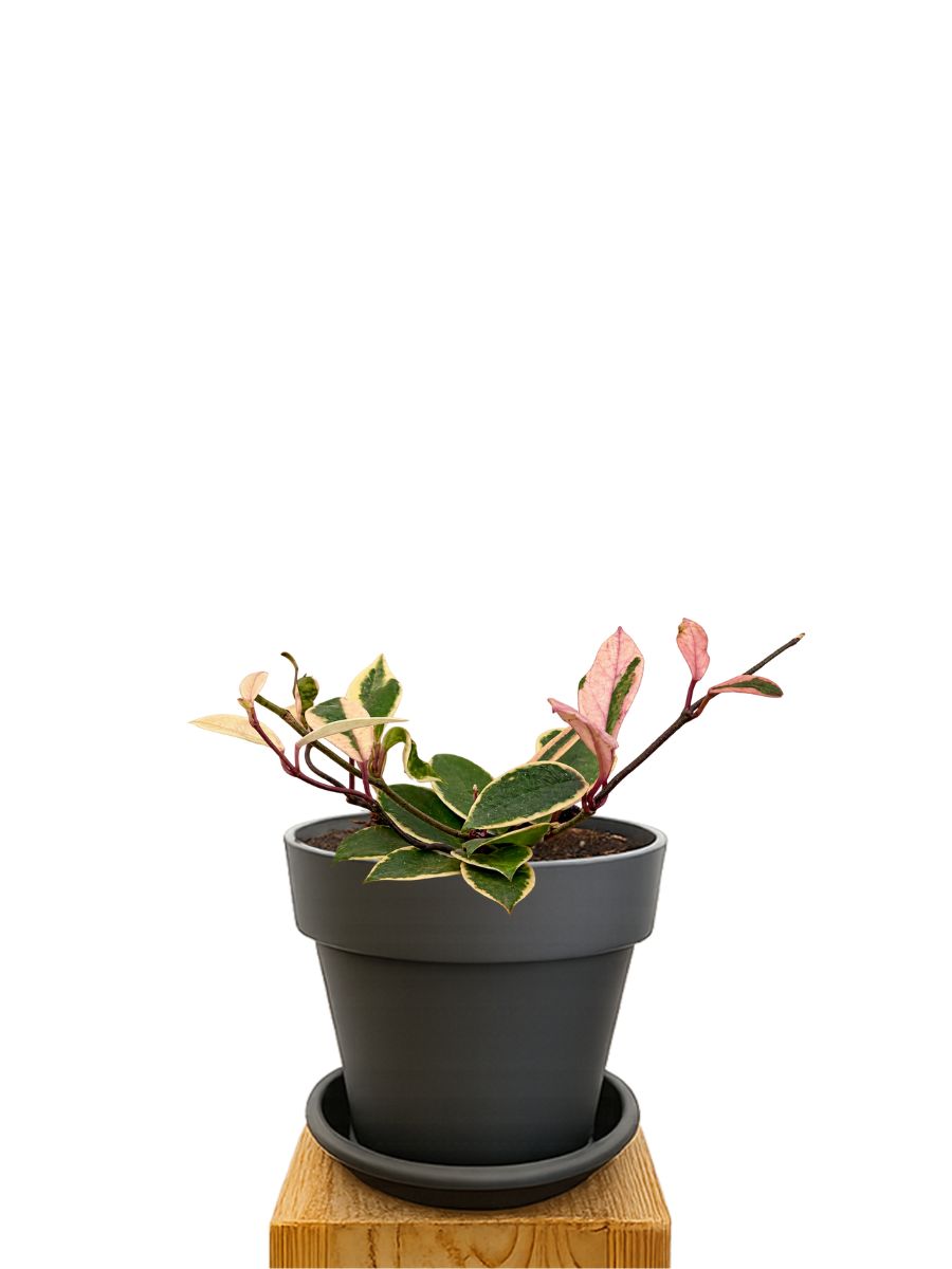 Kit de plantation 18 Anthracite
